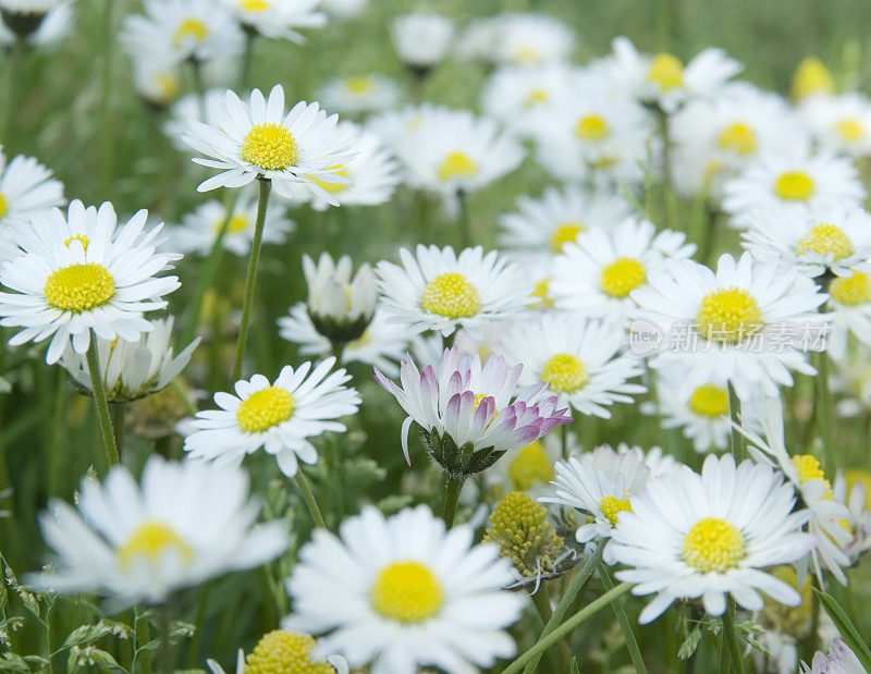 雏菊田(Bellis perennis)